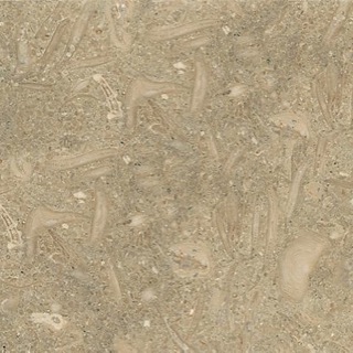 fossil-limestone